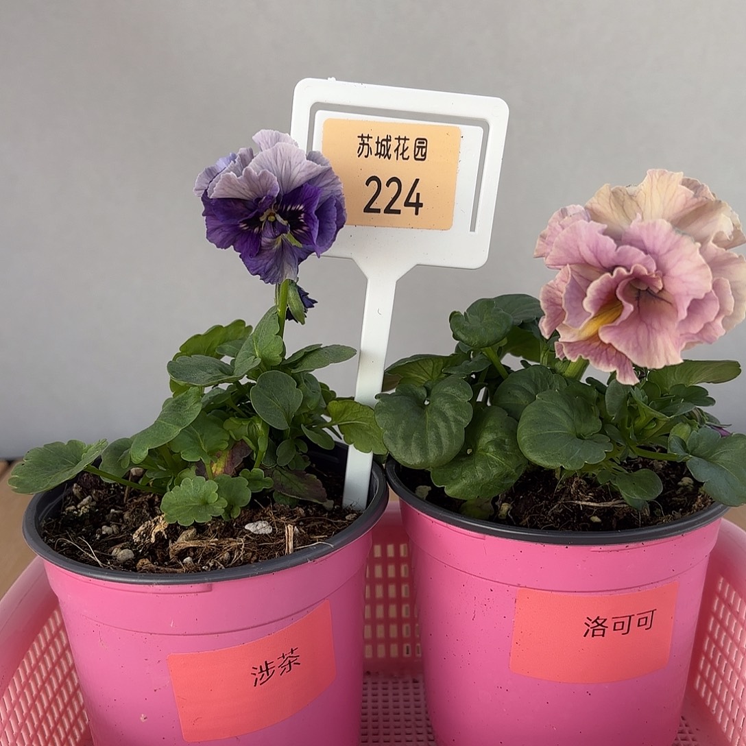 大部分开放少量花苞224