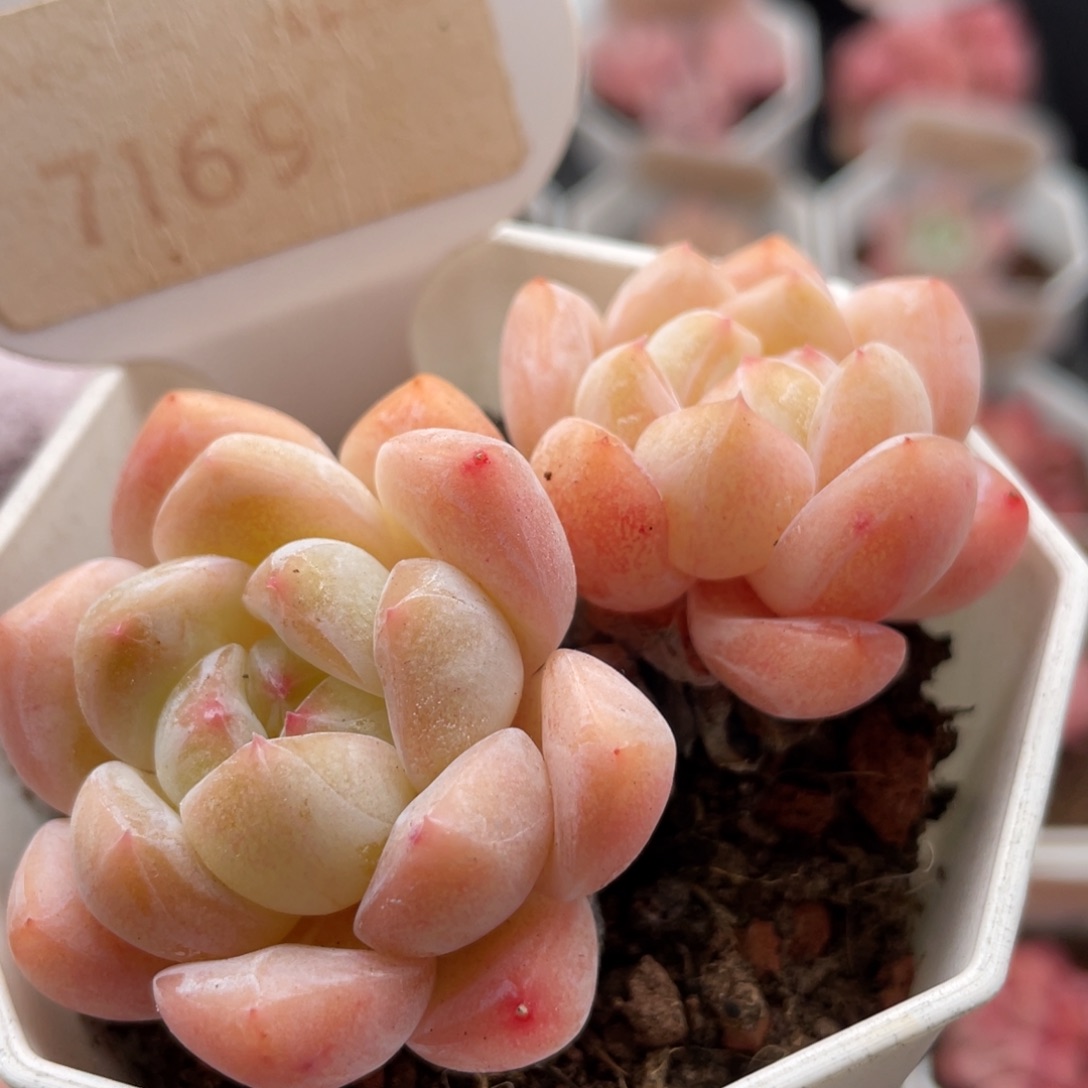 琥珀7169-6.0厘米