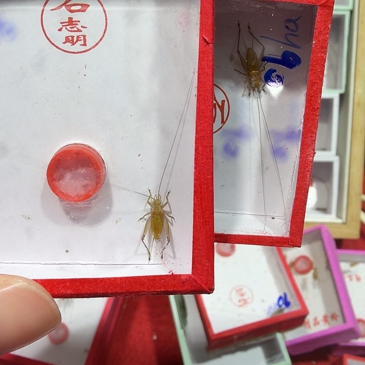 蟋蟀两条石冬蛉包邮