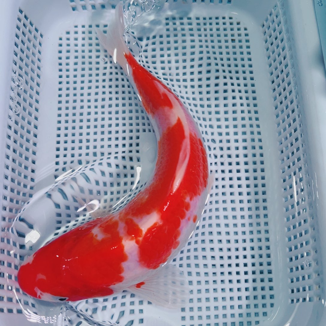 锦鲤锦鲤冷水鱼观赏128