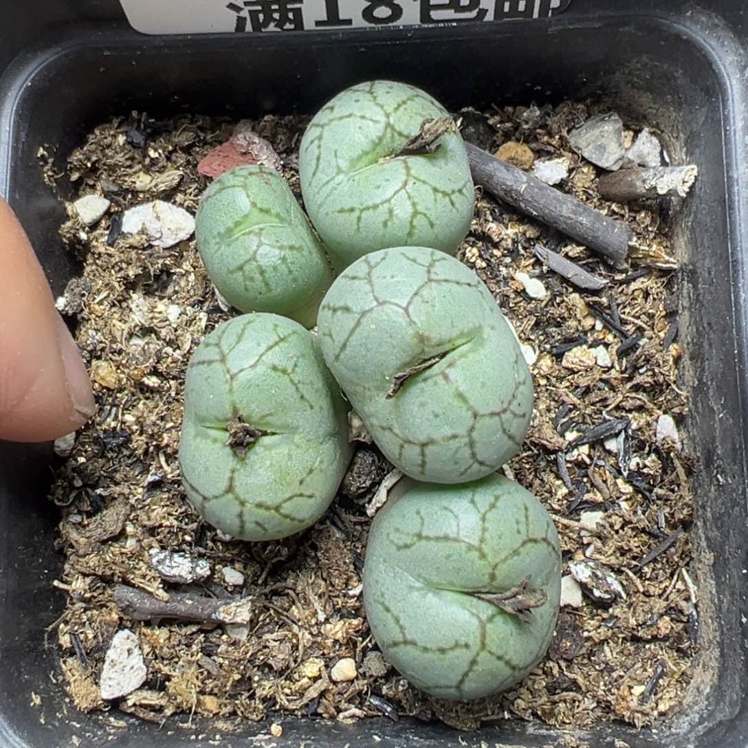 【闪购商品】860……