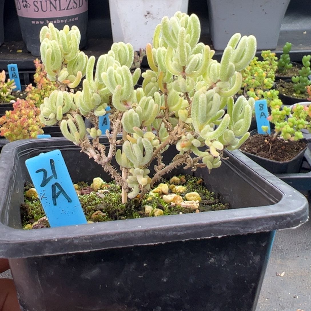 老桩橙叶锦21号10厘米盆