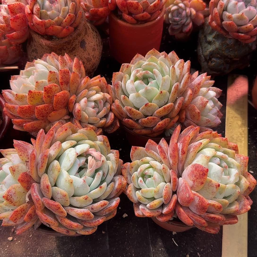 红血橙飘枝15公分左右起