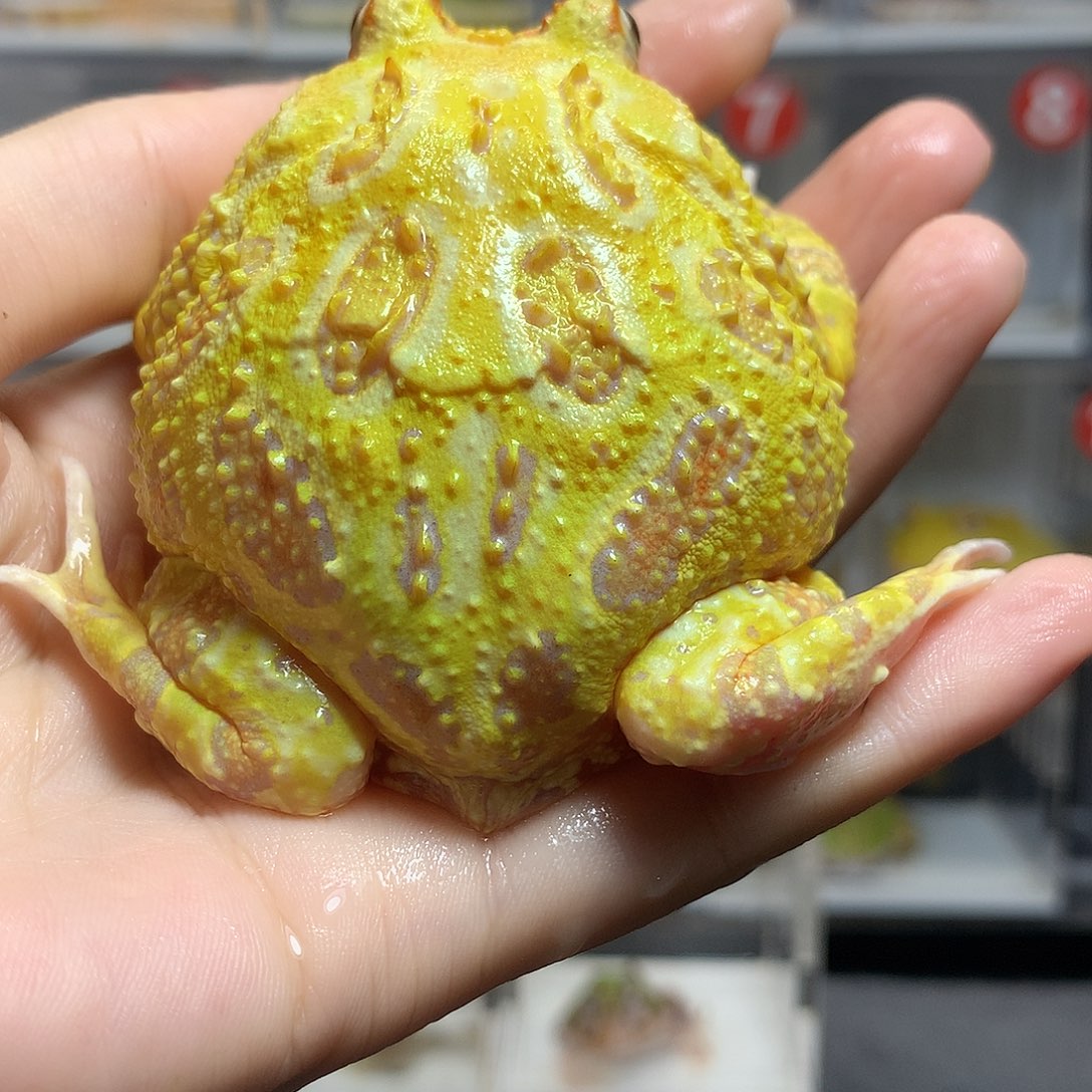 角蛙3168福利大黄金公