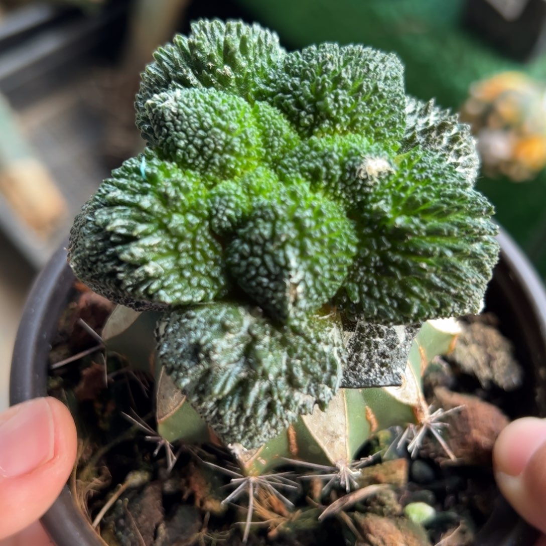 超细密尤哥斯拉牡丹921