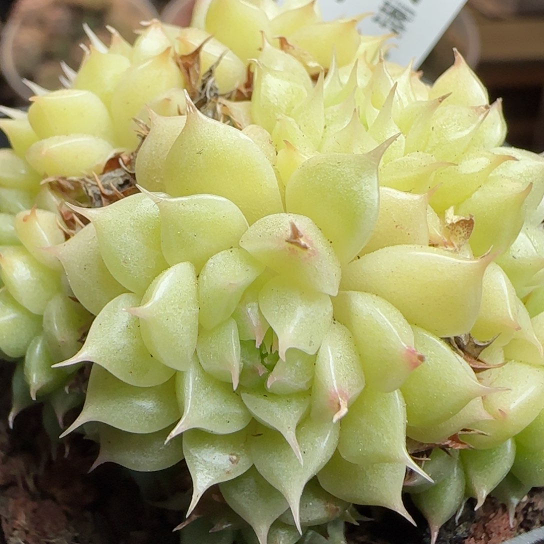 花语逸镜0313-561散