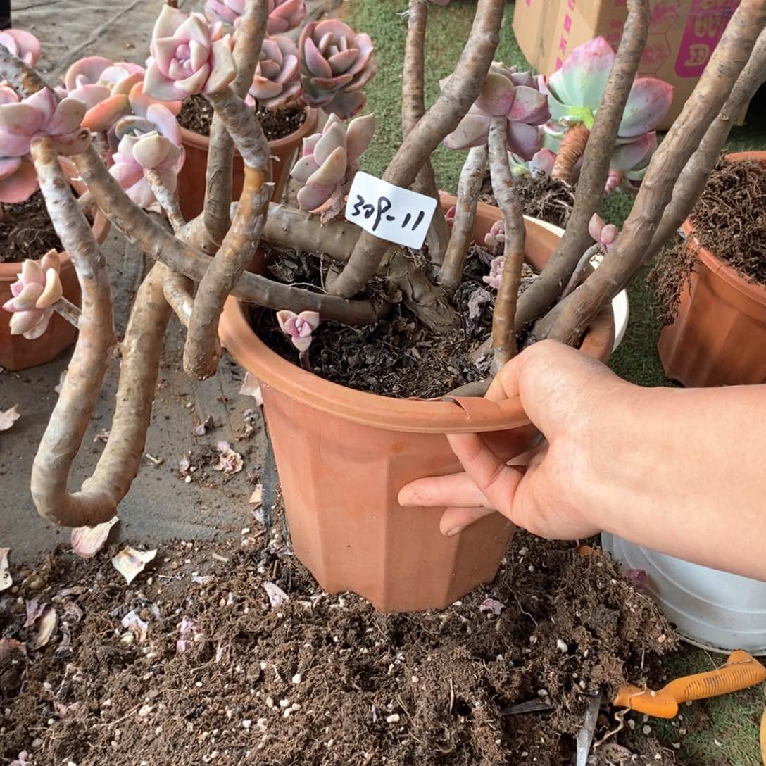 随**行多肉植物紫乐309-11