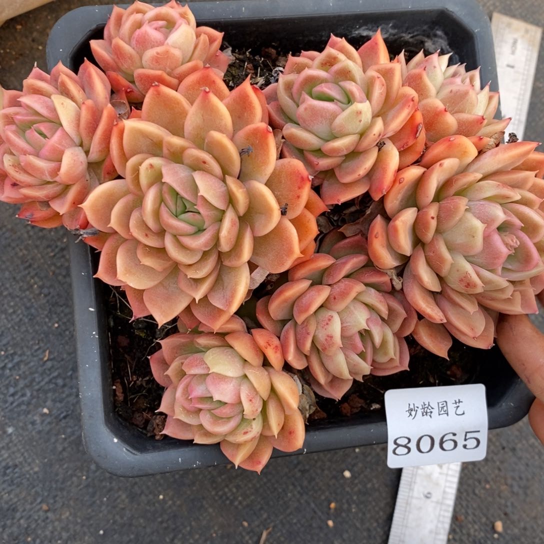 8065杂交多肉老桩