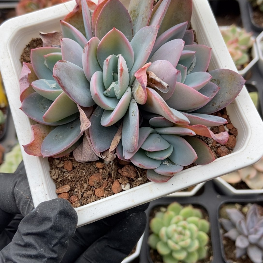 1172布鲁蓝多肉植物多肉