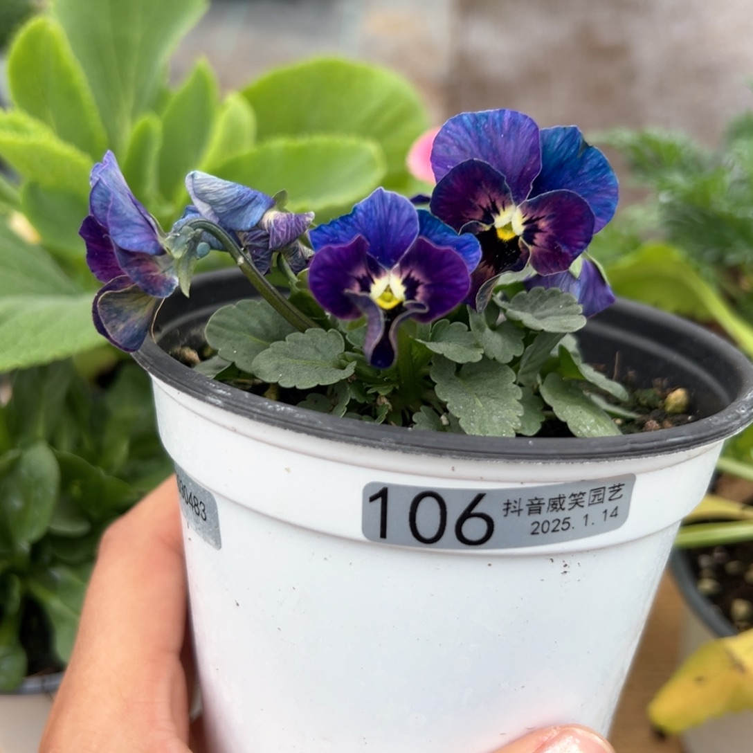 红陶抖音直播闪拍106