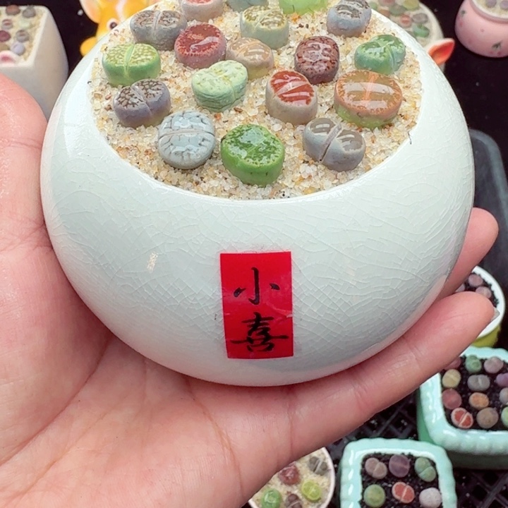 508零下地区记得拍保温箱