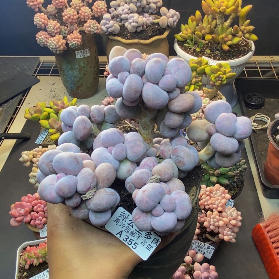 355芭比奶多肉15c m