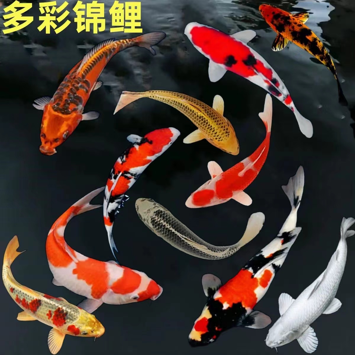 801-900精品锦鲤活鱼日本纯种红白三色黄金招财观赏鱼公园