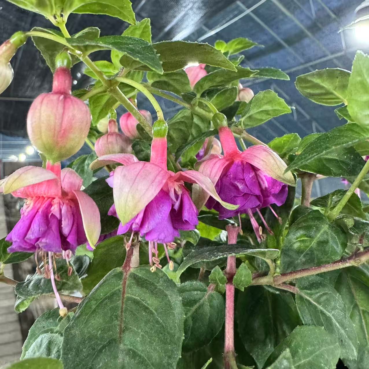 【李先生】（蝴蝶）倒挂金钟好养活室内盆栽花卉