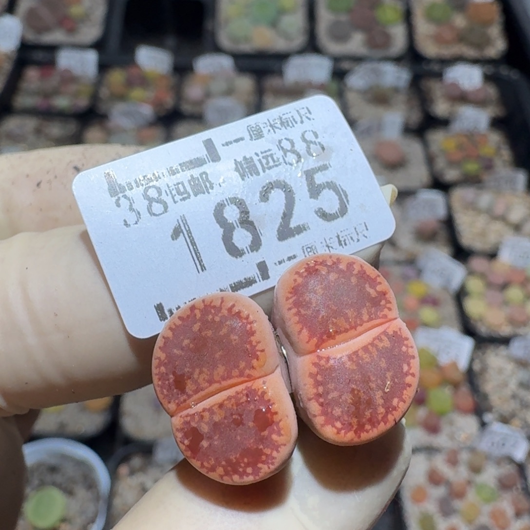 ****Zzz捡漏福利走起1825