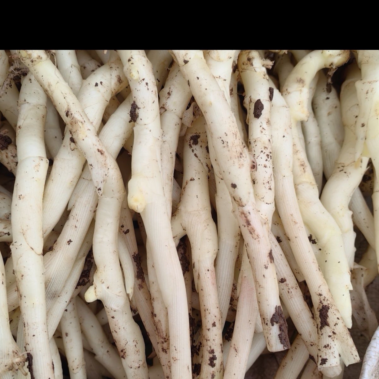 新店冬姜新鲜小仔姜脆嫩