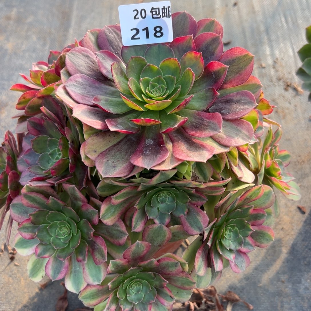 218雨荷，多肉法师