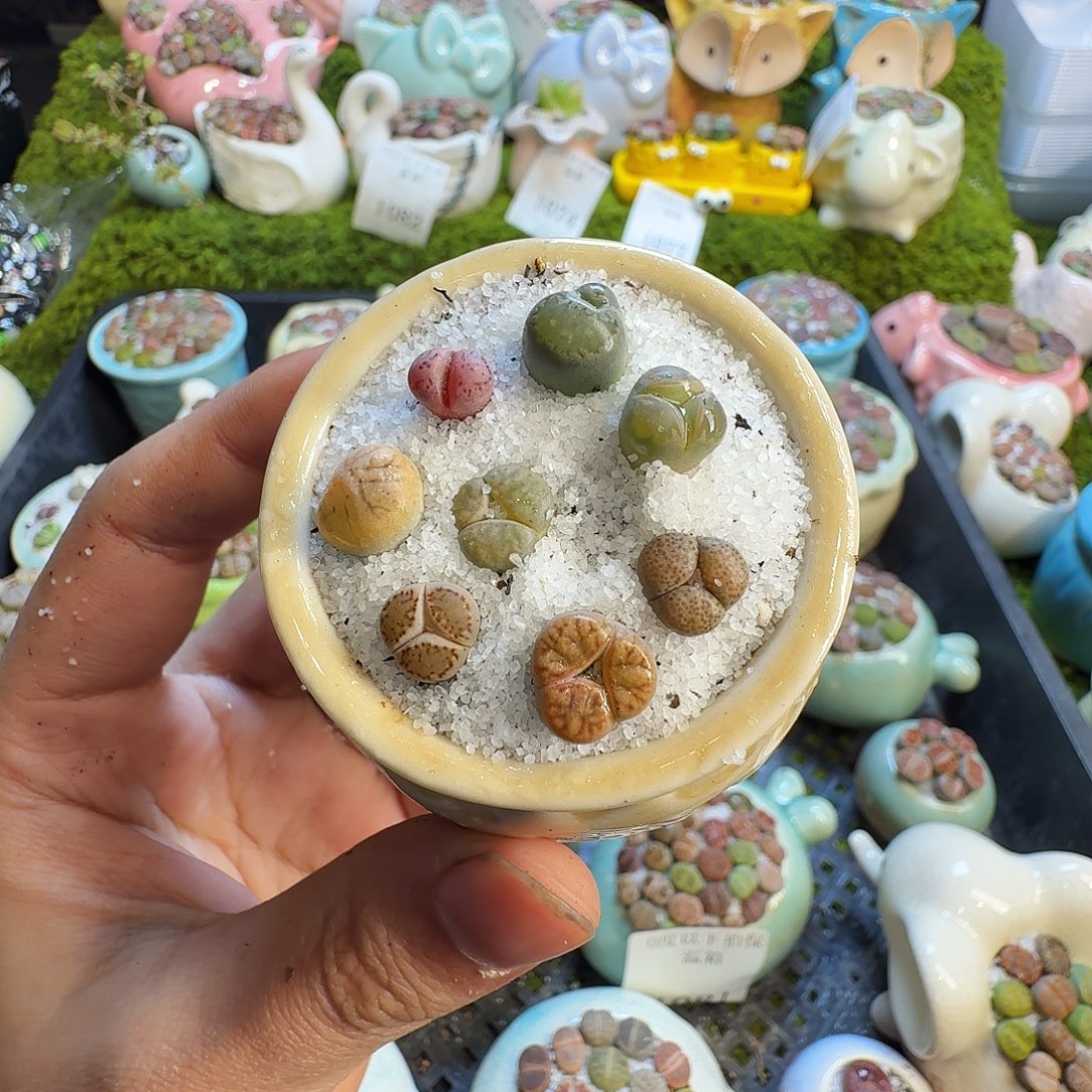 多肉植物和植物等1101