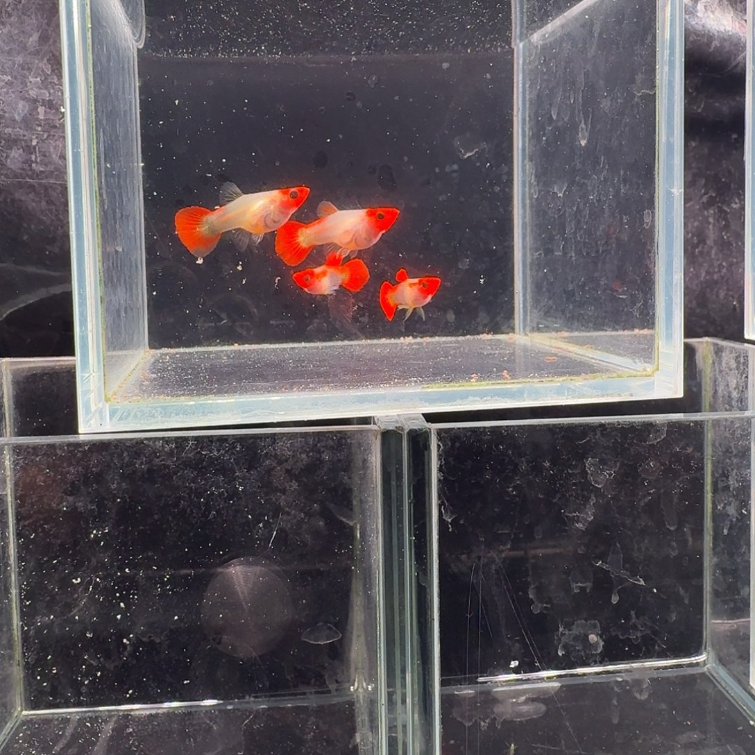 孔雀鱼深海蓝玻璃猫