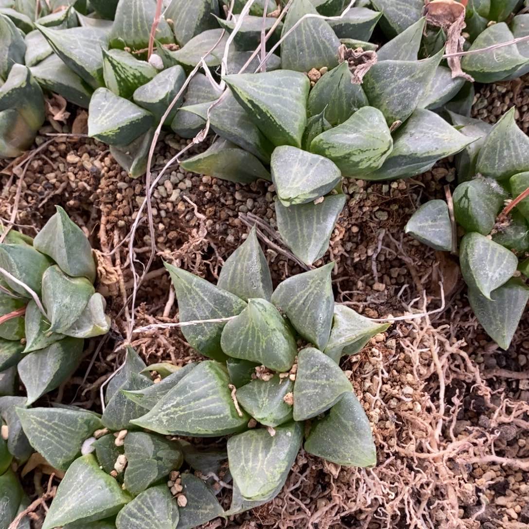 2405 一颗小裹般若 超级福利