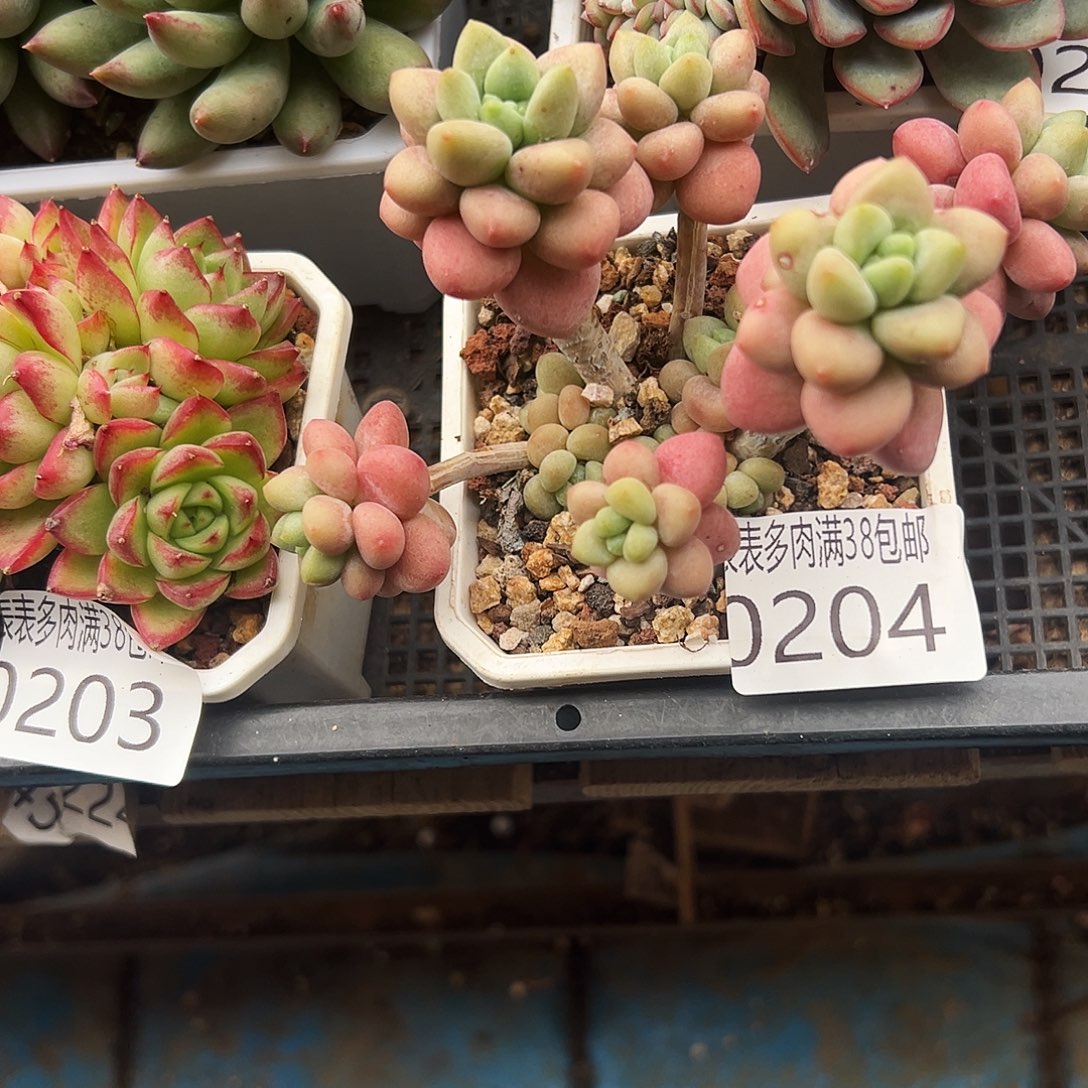 多肉一物一拍植物0204