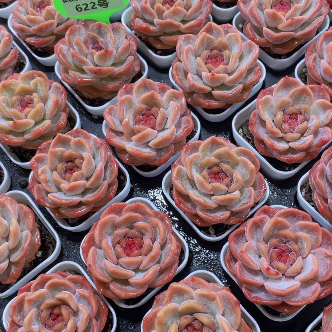 622号 宽叶糖心全状态草莓啵啵单头两颗