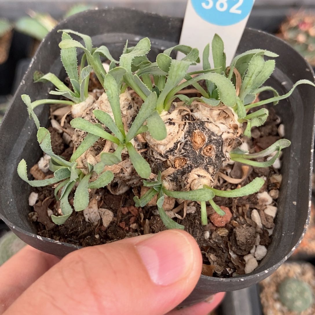 刨花厚敦菊一颗仙人球