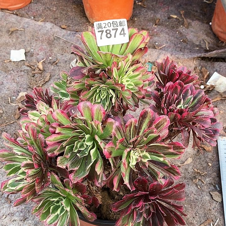 7874 一颗同花顺法师