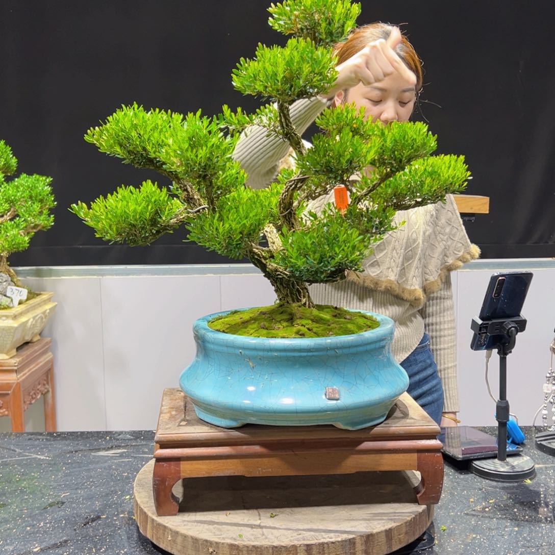 四季常青老桩黄杨盆景