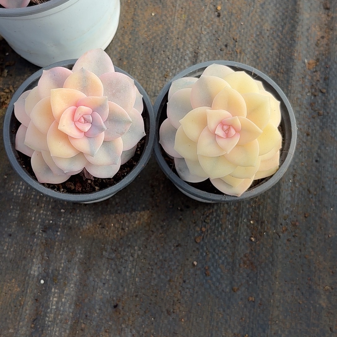 粉紫乐锦一物一拍