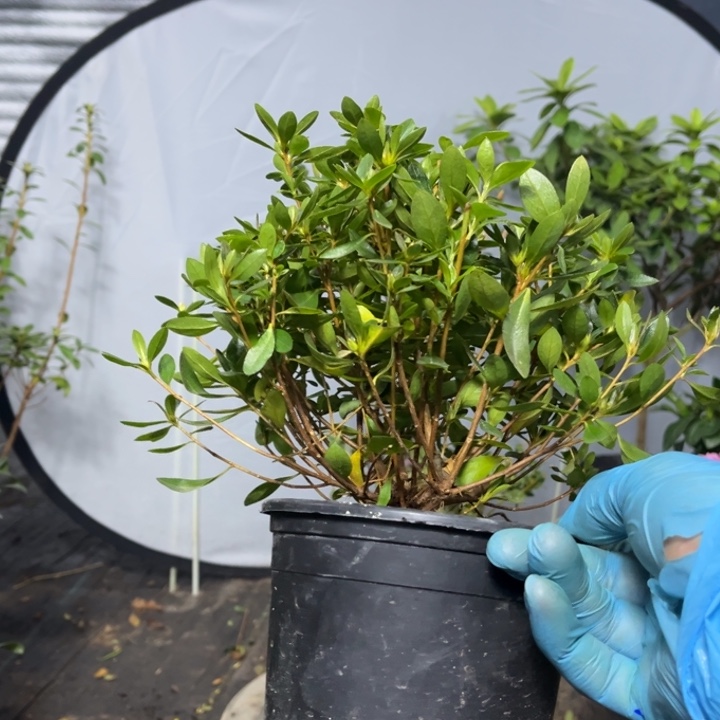 完全开放小*马女王杜鹃