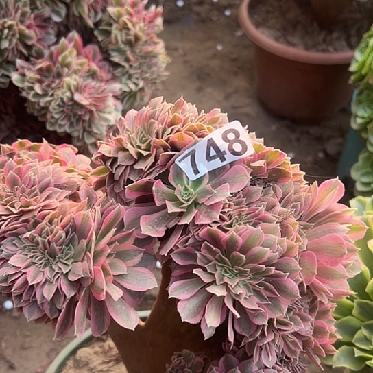 *****多肉植物一个女巫748