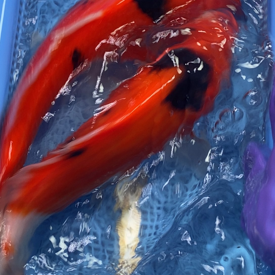 锦鲤冷水锦鲤包邮