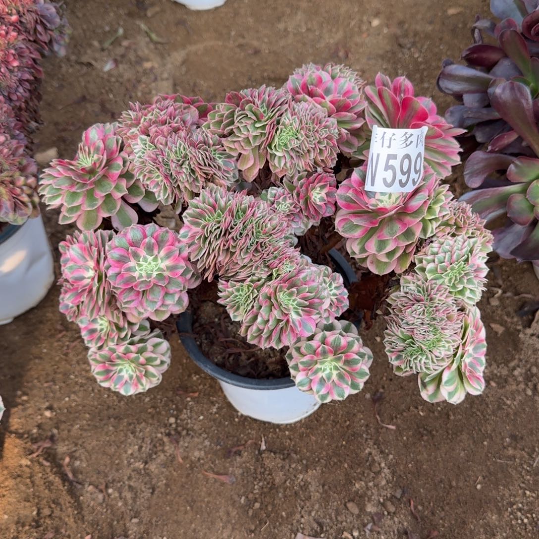 599倾城缀化官服25左右2