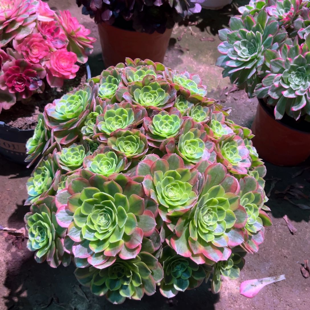 多肉植物奶白649