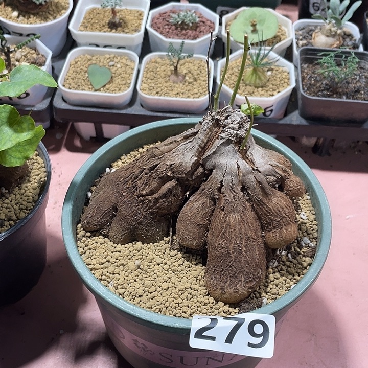 人***人279超大象足龟甲龙