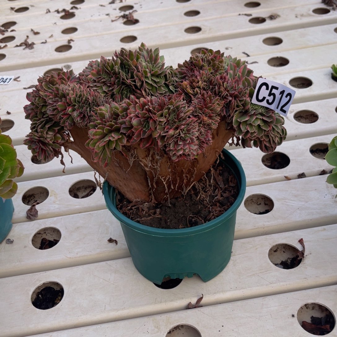 半糖荔枝法师7/////35包邮