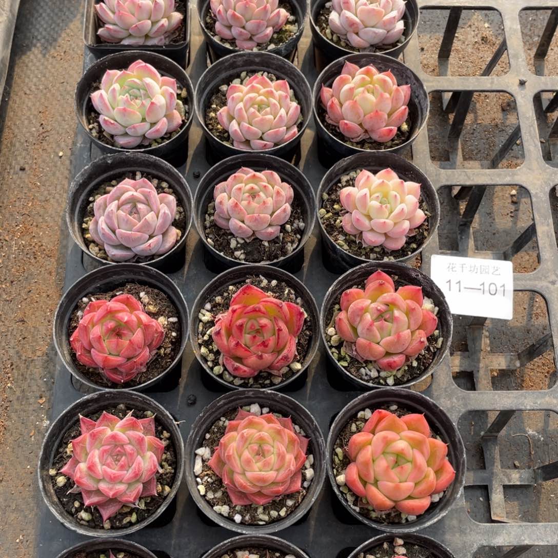 一物一拍18棵11-101