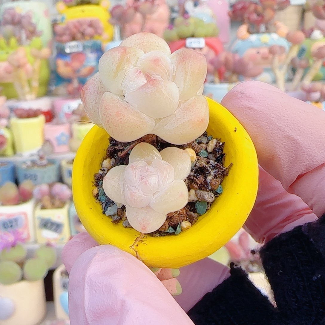 L 白底冰玉 盆口2.5cm