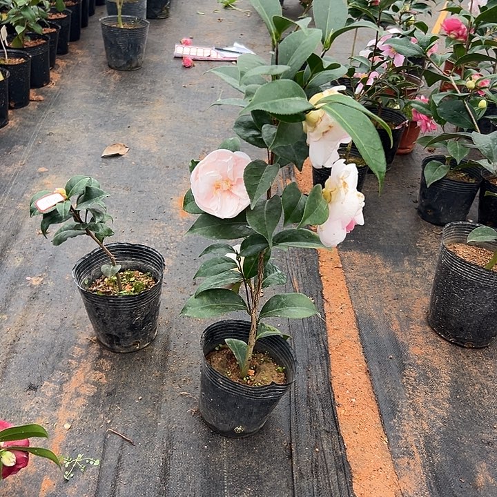 大部分花苞少量开放乔伊