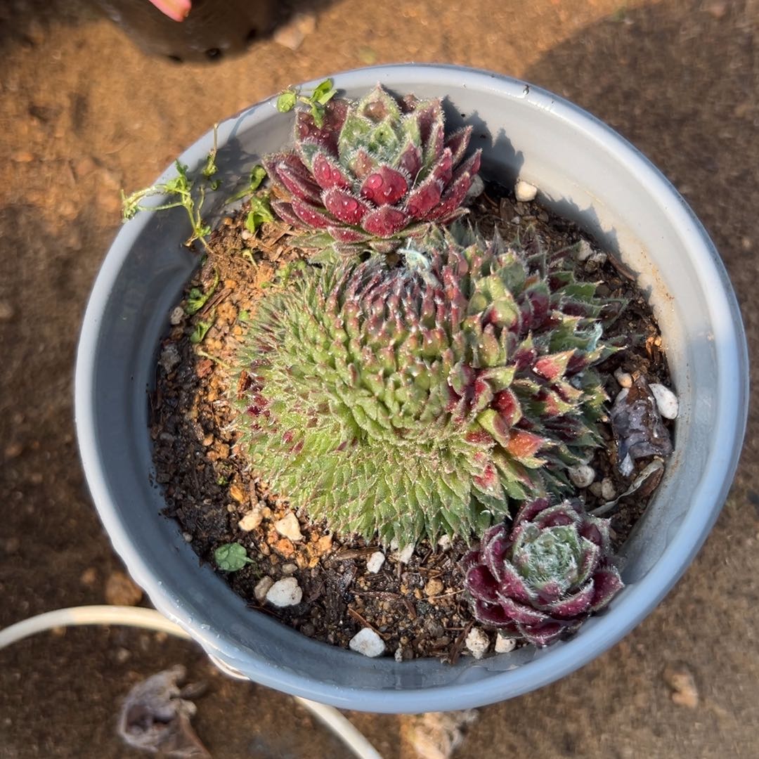 多肉植物多肉植物