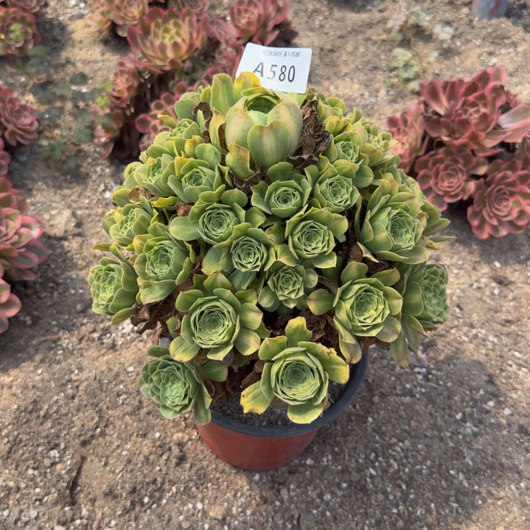 周***）580琉璃。多肉植物