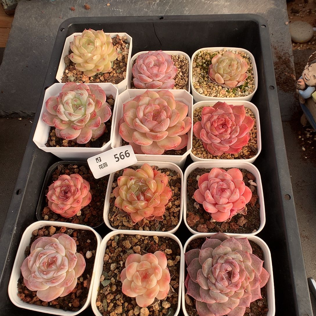 566糖心12颗多肉植物6666