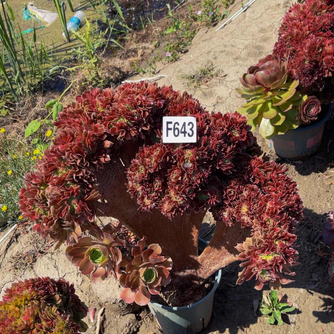 玫瑰法师缀化1外