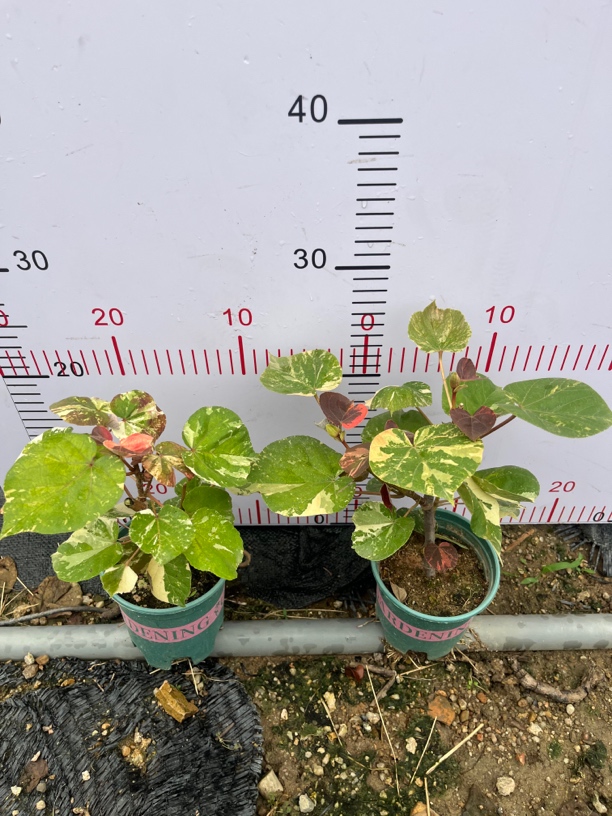 好养护花叶黄槿盆栽花卉室内外观赏植物