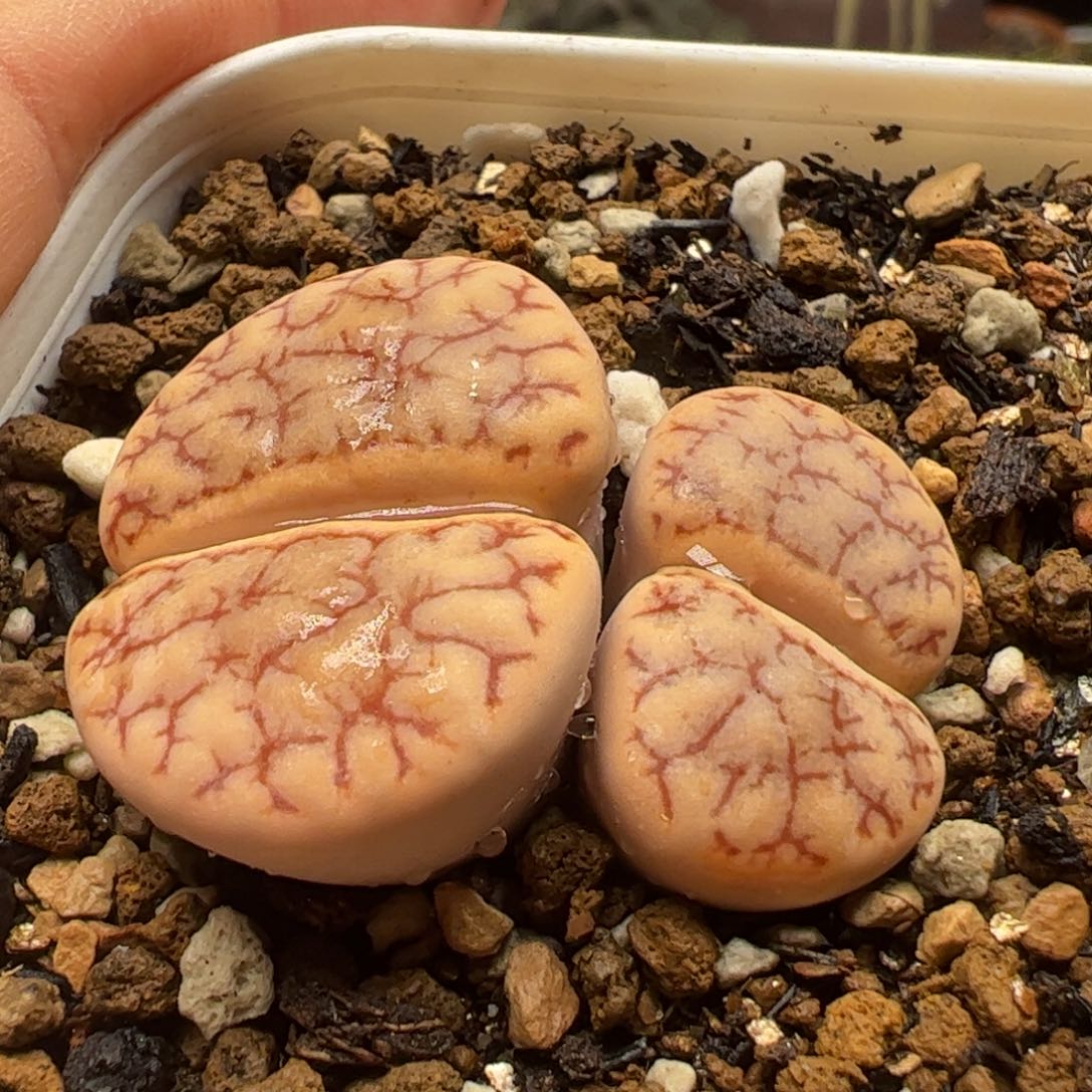 舞岚玉母本多肉植物百科