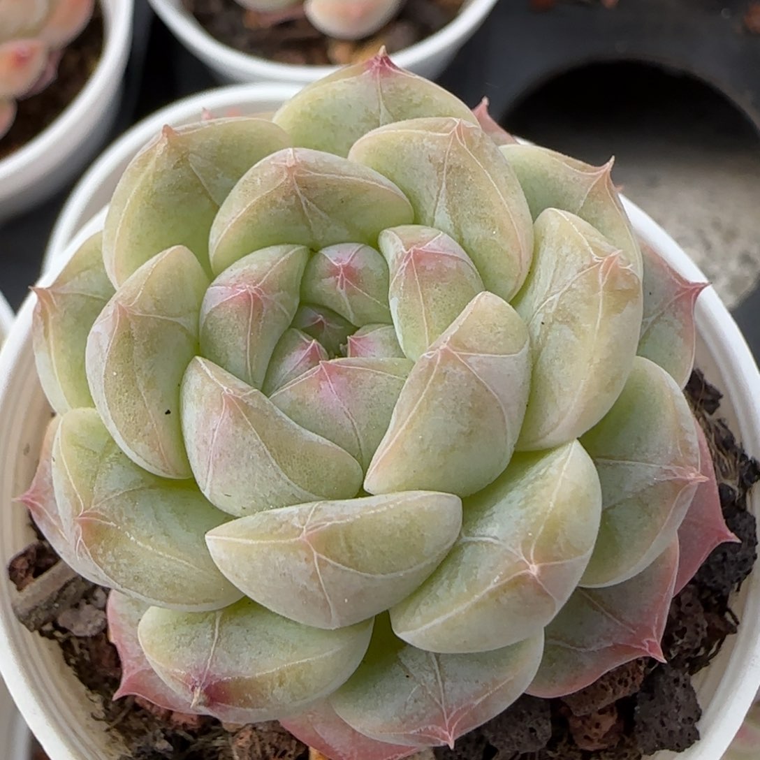 花语逸境0218-267