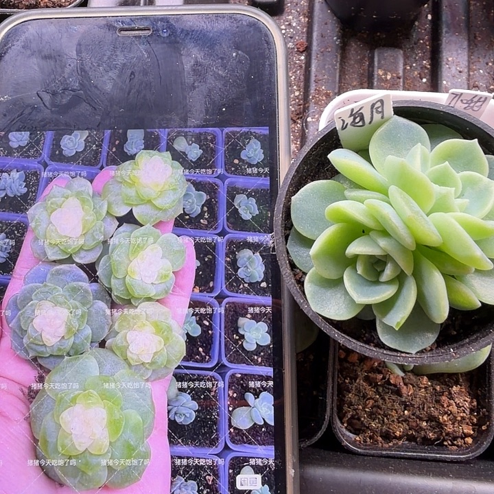 海月双头5公分盆口