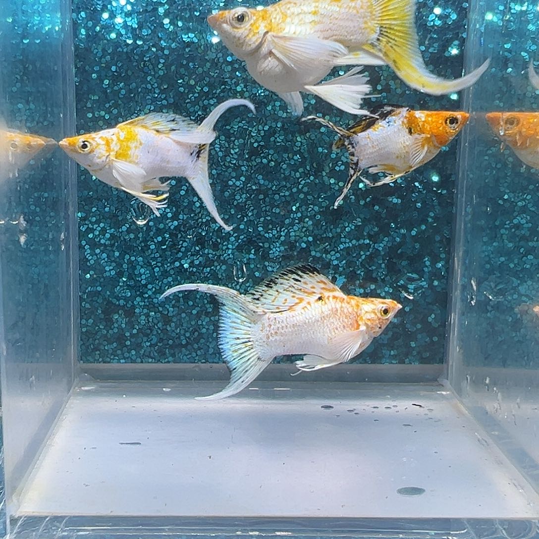 孔雀鱼三色4条0007