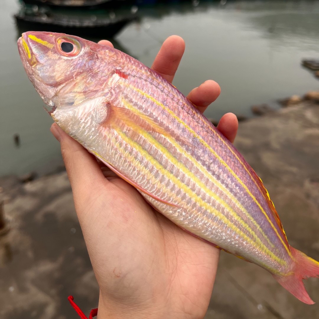 汕尾本港野生金线鱼 正宗金线鱼肉质嫩滑细腻鲜甜 无小刺杂刺